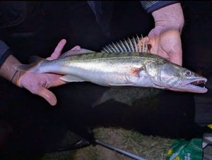 Zander