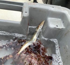 Northern Sand Lance