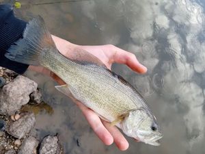 Angler's catch photo