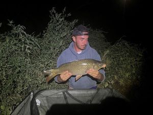 Common Carp