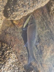 European Bass (Seabass)