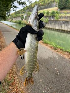 Northern Pike