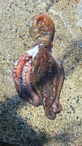 Common Octopus