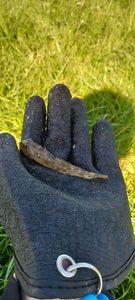 Round Goby