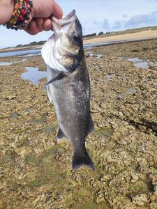 European Bass (Seabass)