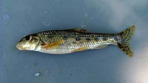 Gudgeon