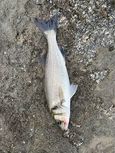 European Bass (Seabass)