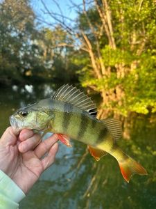 European Perch