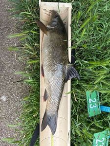 Barbel