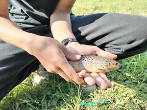 Brown Trout