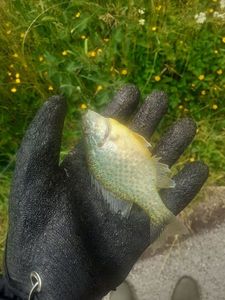 Green Sunfish