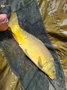 Mirror Carp