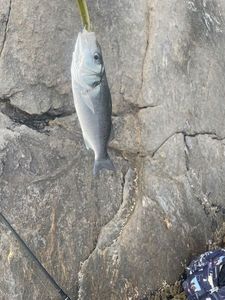European Bass (Seabass)