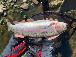 Rainbow Trout