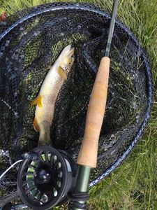 Brown Trout