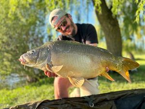 Mirror Carp