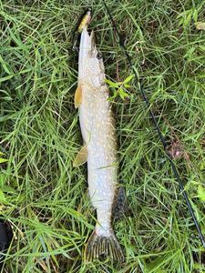 Northern Pike