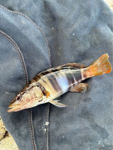 Painted Comber