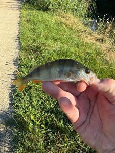 European Perch