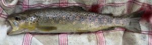 Brown Trout