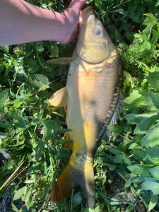 Leather Carp