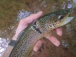 Brown Trout