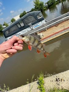 European Perch