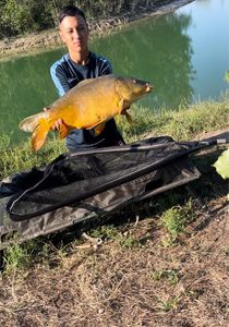 Mirror Carp