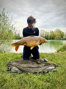 Common Carp