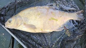 Common Bream