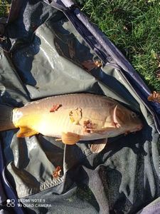 Leather Carp