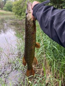 Northern Pike