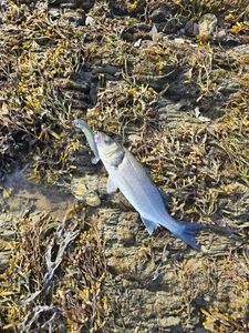 European Bass (Seabass)