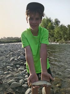 Brown Trout