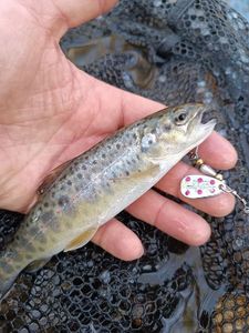 Brown Trout