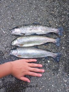 Rainbow Trout