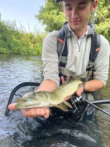 Northern Pike