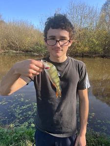 European Perch