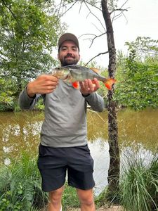 European Perch