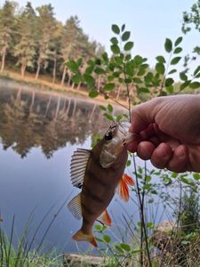 European Perch