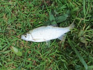 Roach