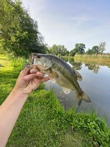 Largemouth Bass