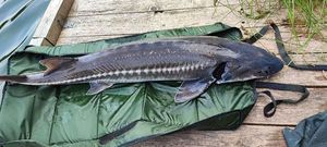Sturgeon
