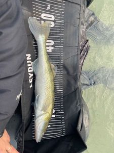 Zander