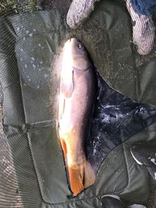 Common Carp