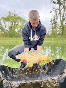 Common Carp