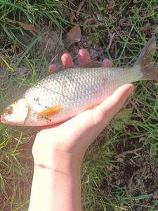 Roach