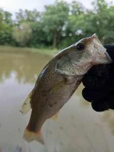 Largemouth Bass
