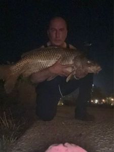 Common Carp
