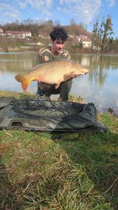 Common Carp